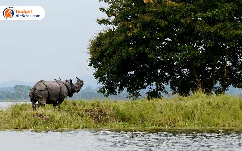 Kaziranga National Park, Assam